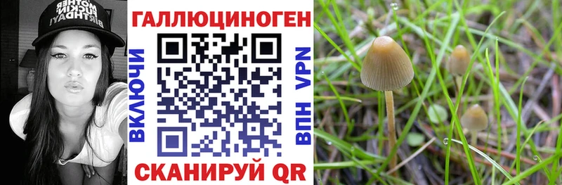 Галлюциногенные грибы мицелий  Курганинск 